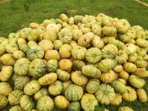 Pumpkin harvest