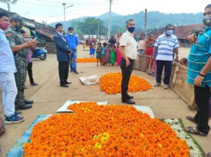 Marigold cultivation