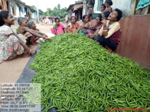 Vegetable aggregation