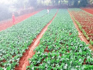 Plant nursery