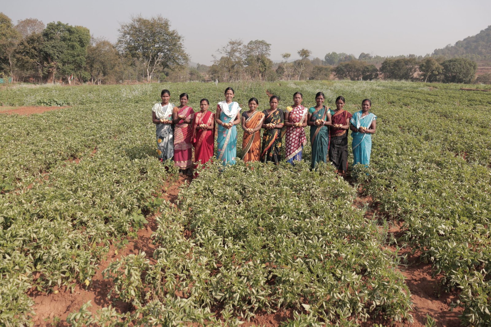 Women farmers sorting and collecting harvested produce